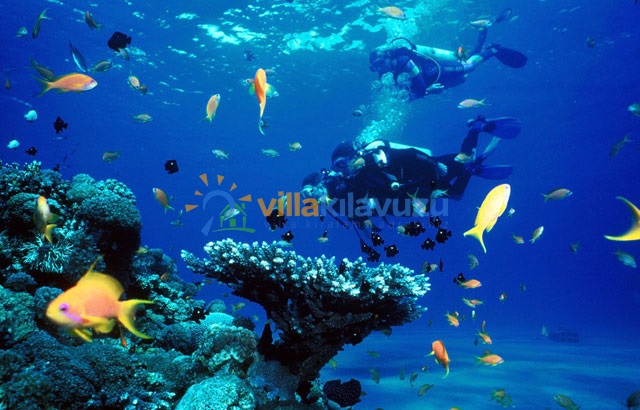Diving Sports and Villa Holiday